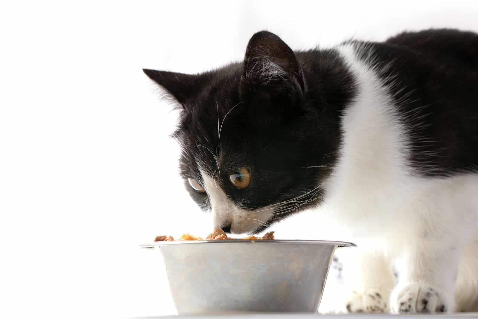 black and white cat sniffs food