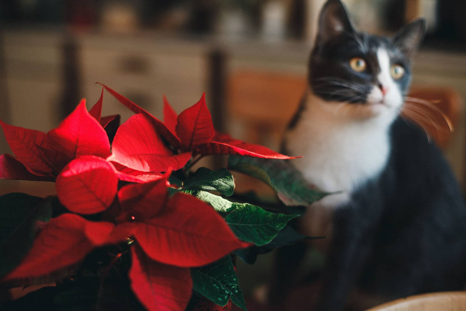 black and white cat stands next to poinsettia