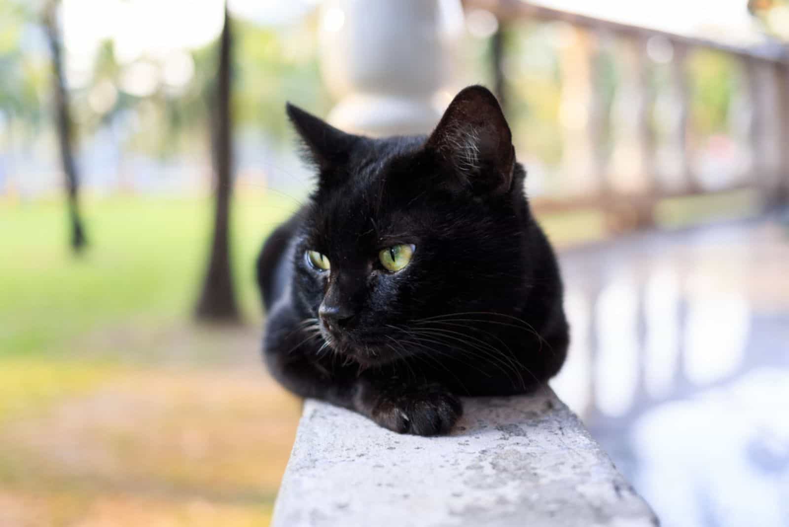 black bombay cat