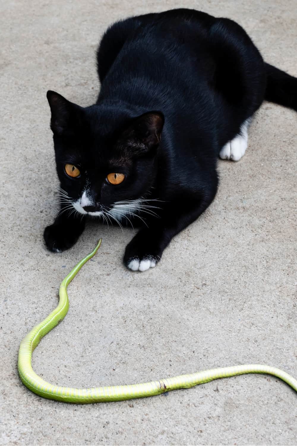 black cat and dead snake