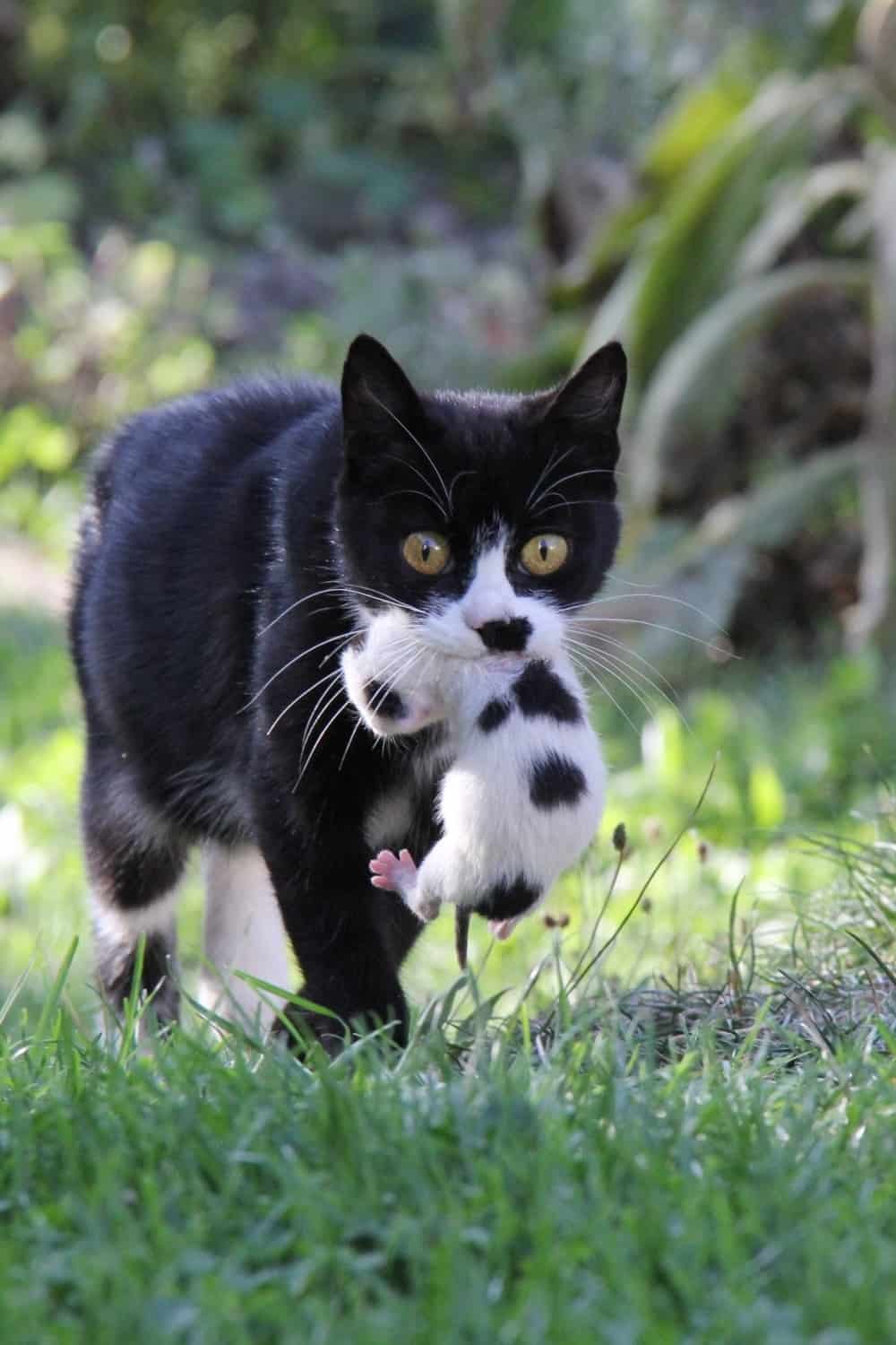 black cat carrying tiny kitten