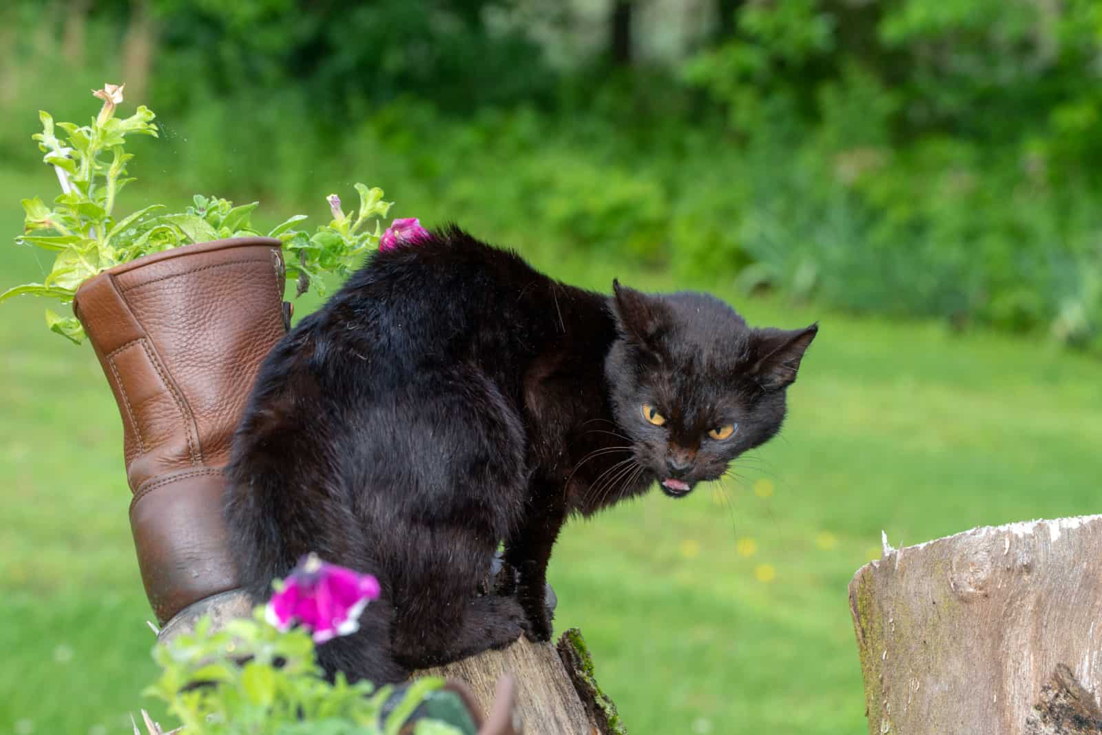 black cat displaying aggressive behavior