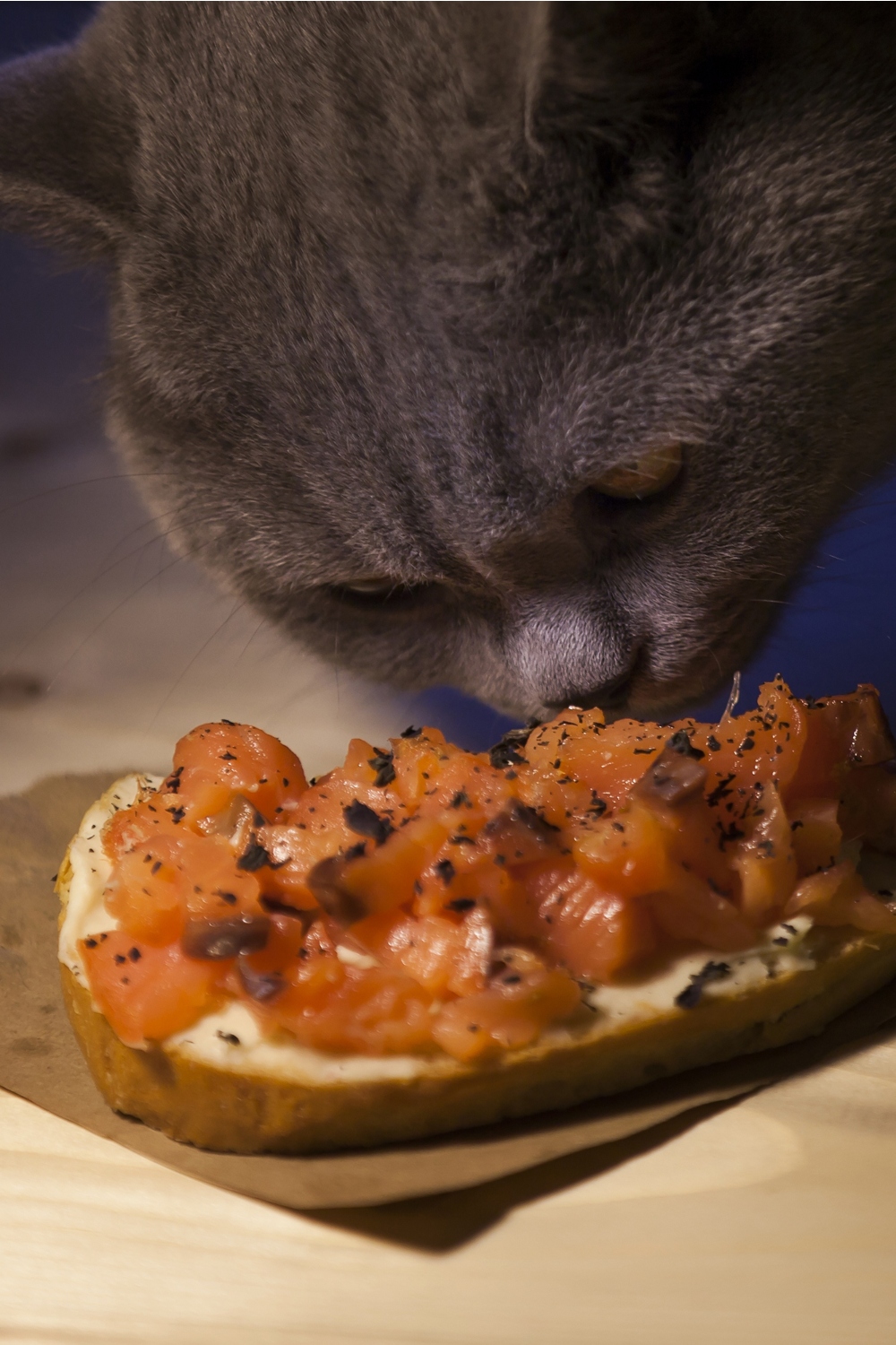 black cat eating salmon