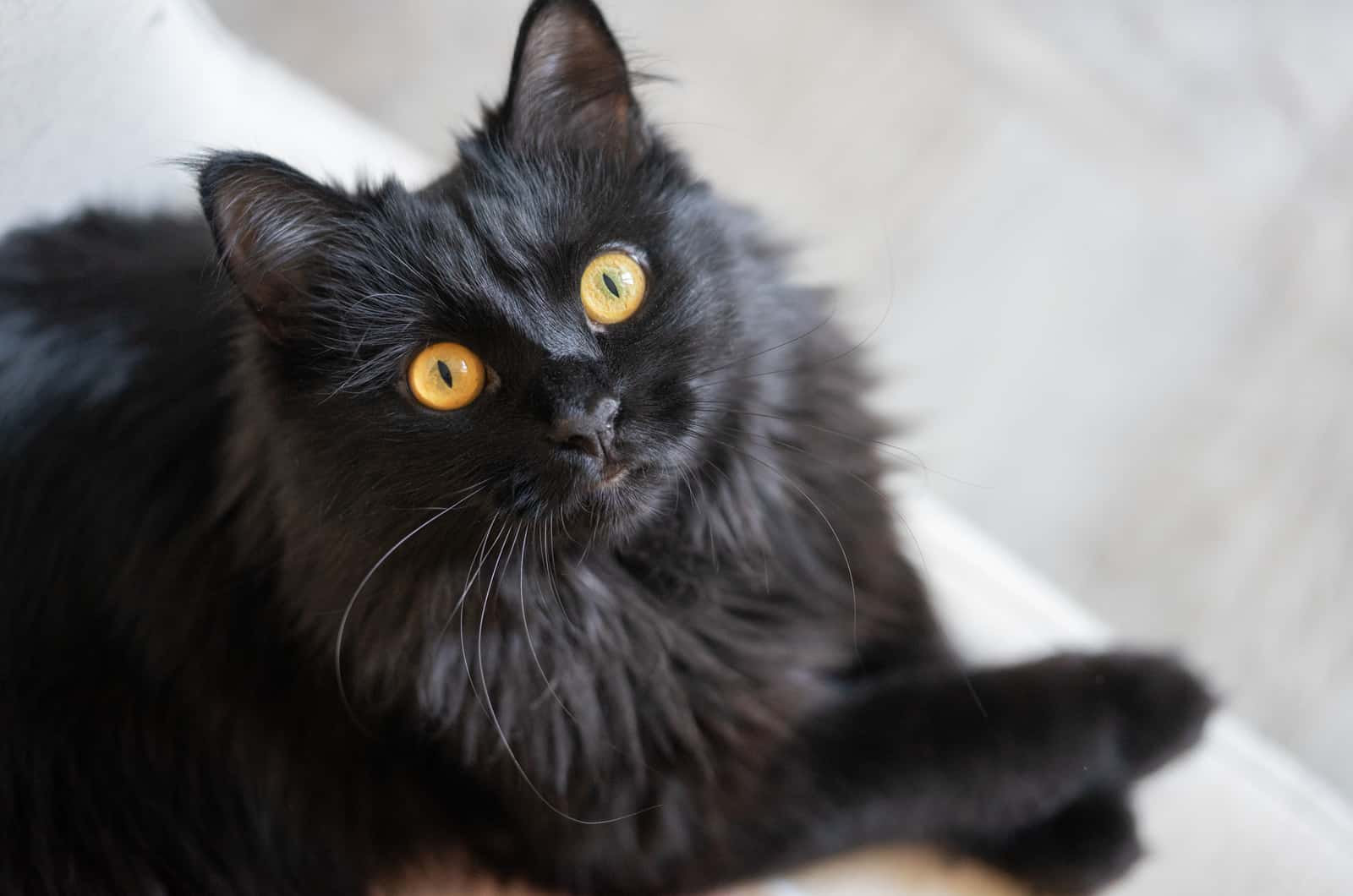 black cat sitting on white bed