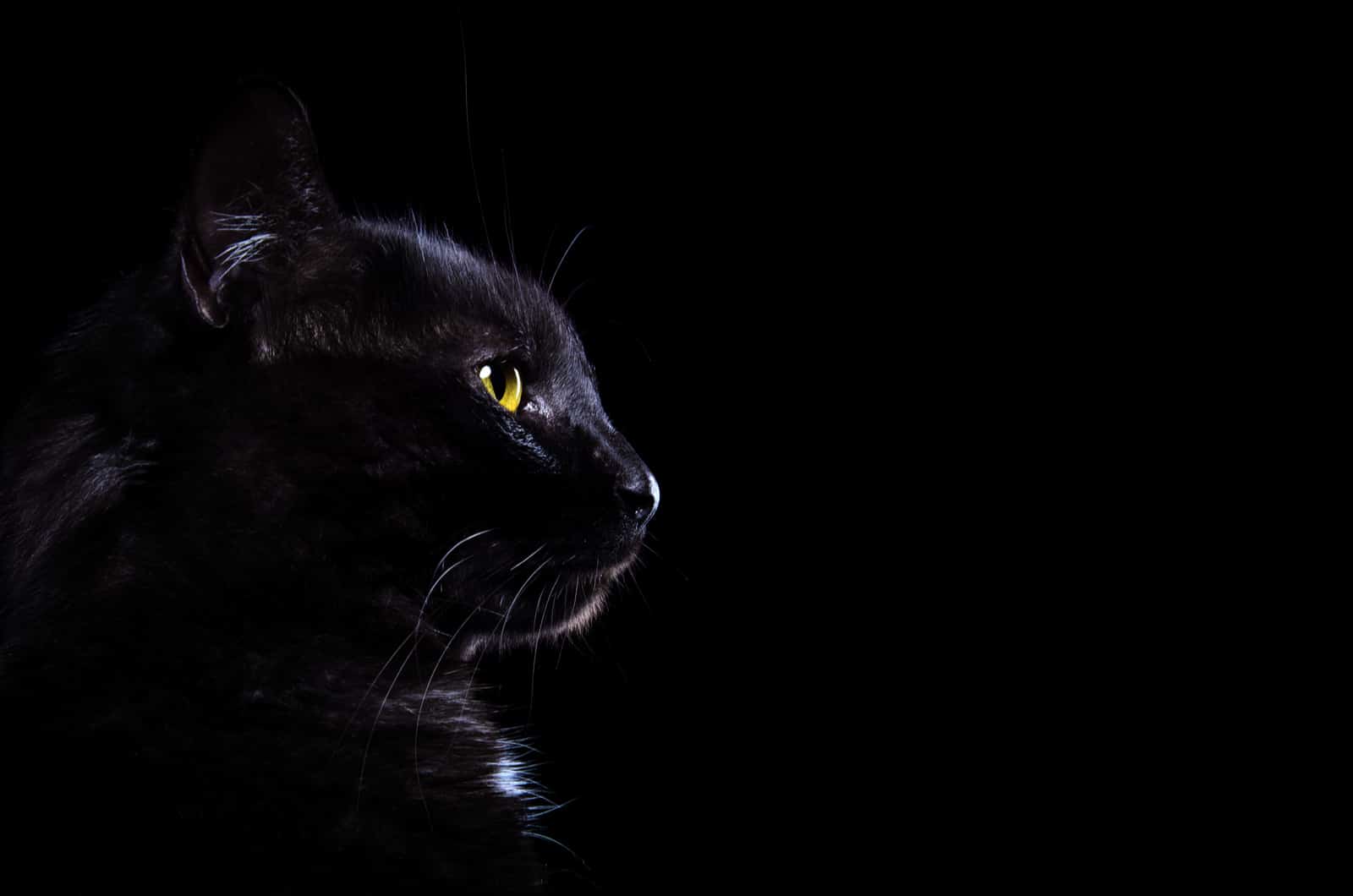 black cat with black background