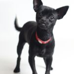 black chihuahua