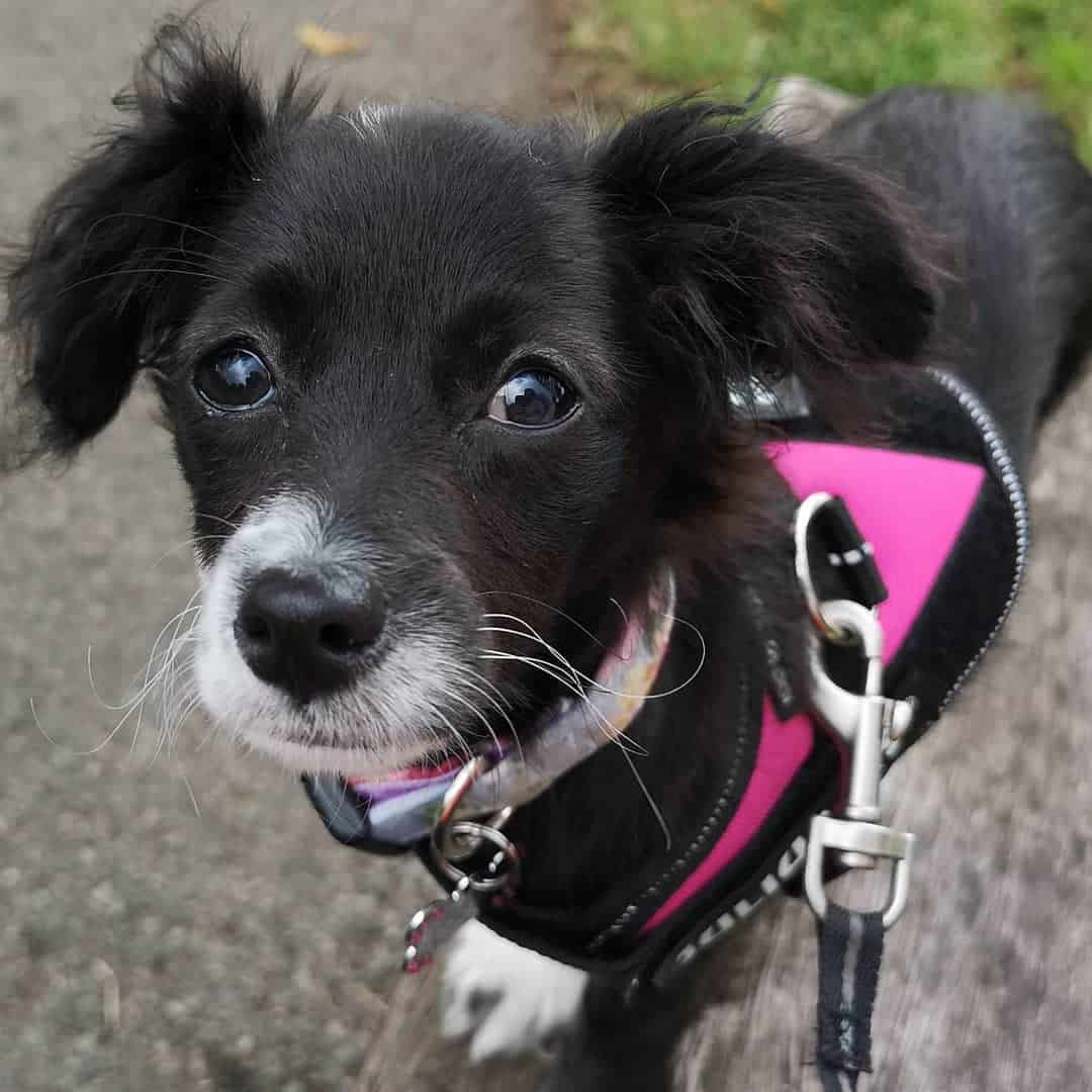 Chipoo out for a walk