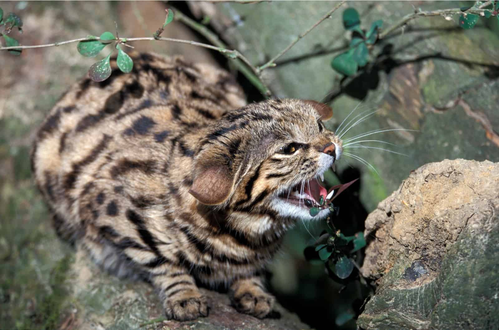 black-footed cat in defensive posture