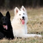 Black German Shepherd near White Dog