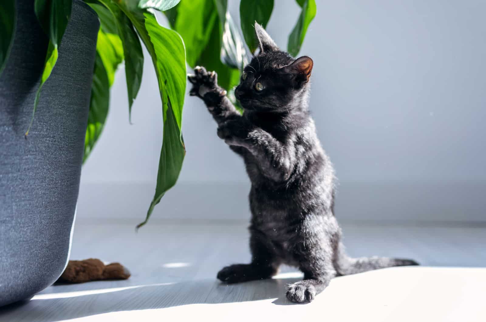 black kitten standing on hind legs by a plant