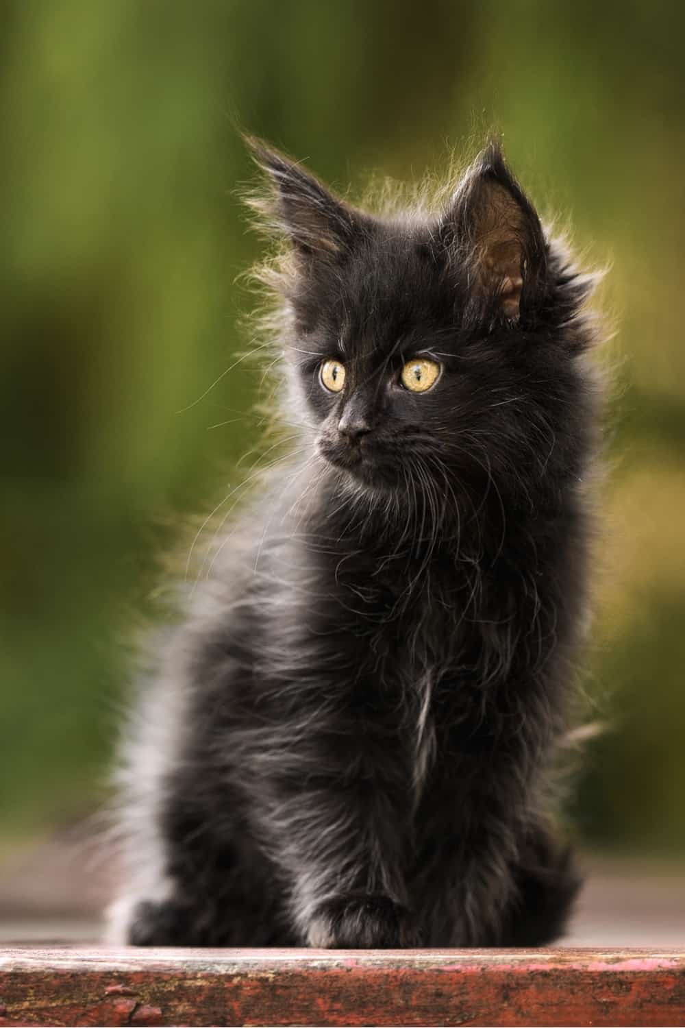 black maine coon kitten