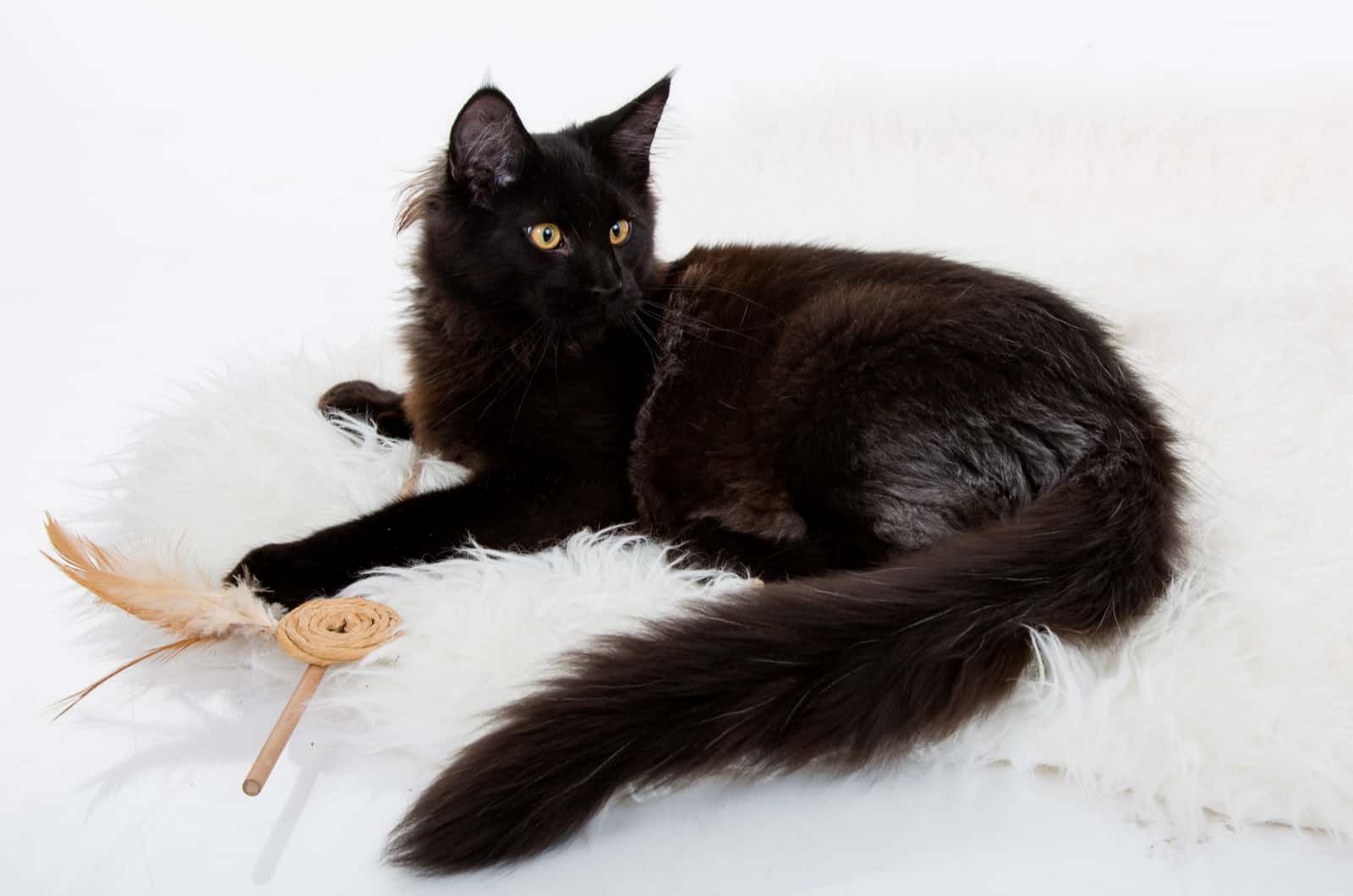 black maine coon on a white background