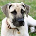 Black Mouth Cur