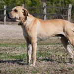 Black Mouth Cur