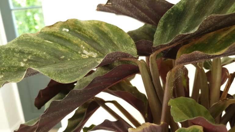 black spots on houseplant leaves caused by spider mites