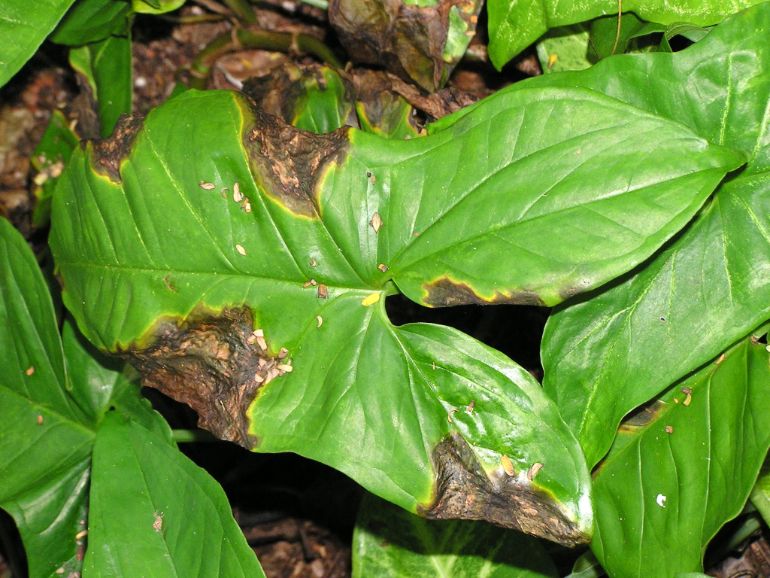 black spots on houseplant leaves caused by bacterial infection