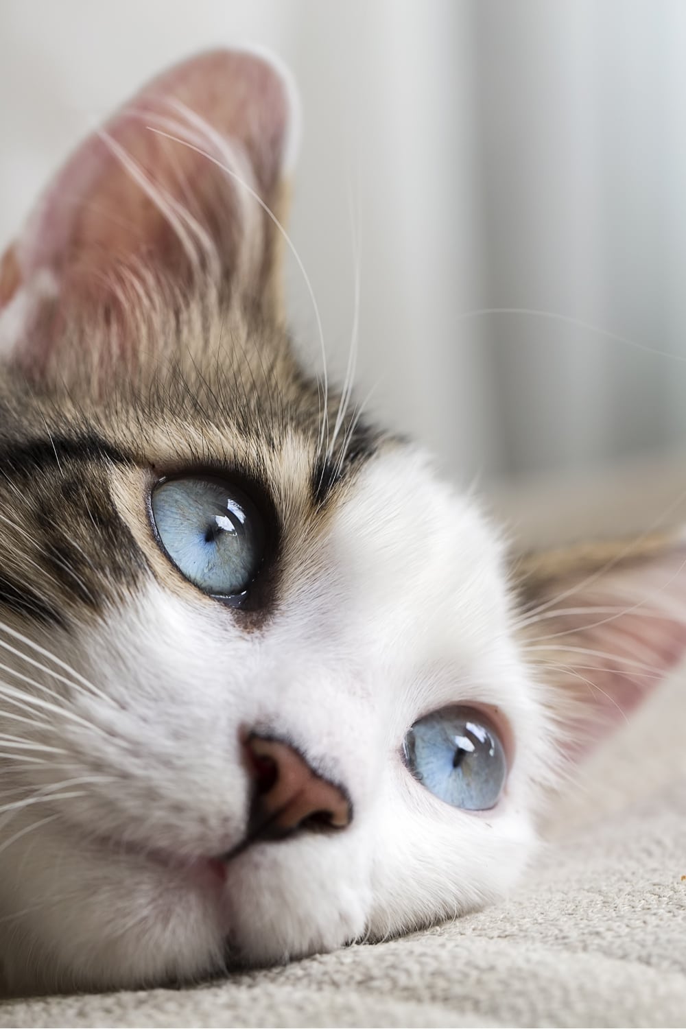 blue eyed cat