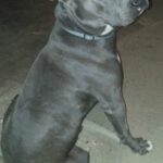 blue-nose-pit_5