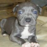 blue-nose-pitbull_1