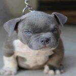 blue-nose-pitbull_7