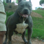 blue-pit_15