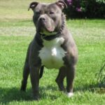 blue-pit_16