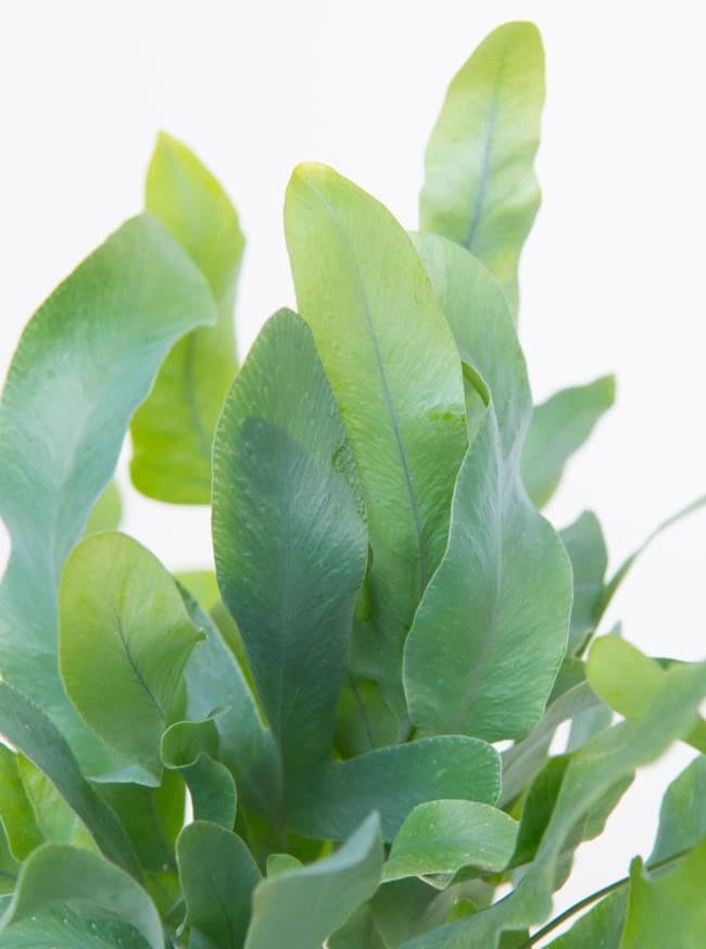 Phlebodium aureum leaf closeup