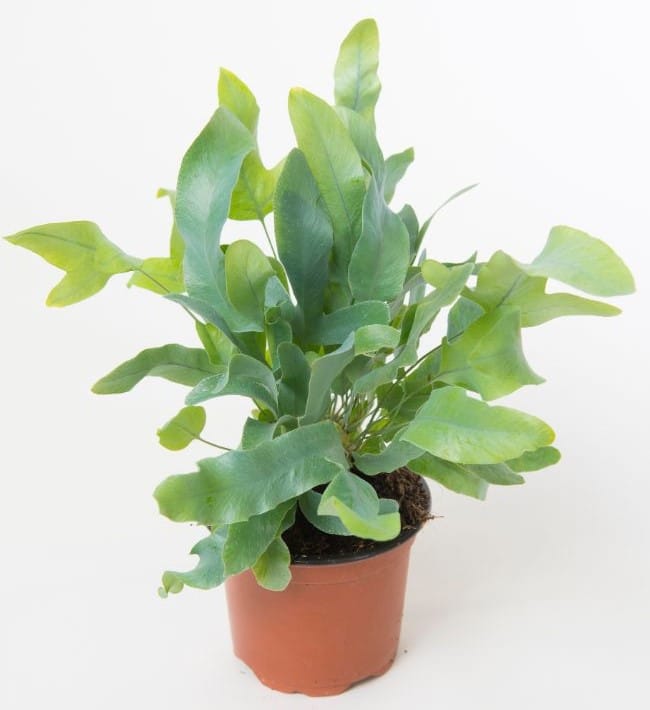 blue star fern care phlebodium aureum