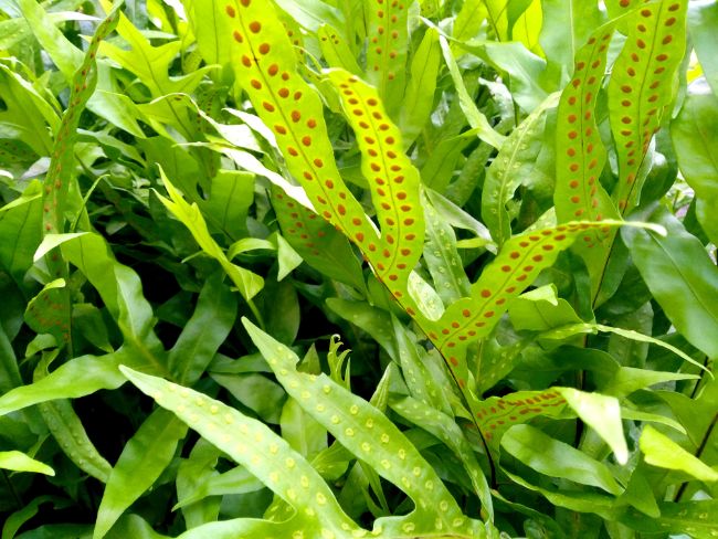 Phlebodium aureum spores on leaf underside