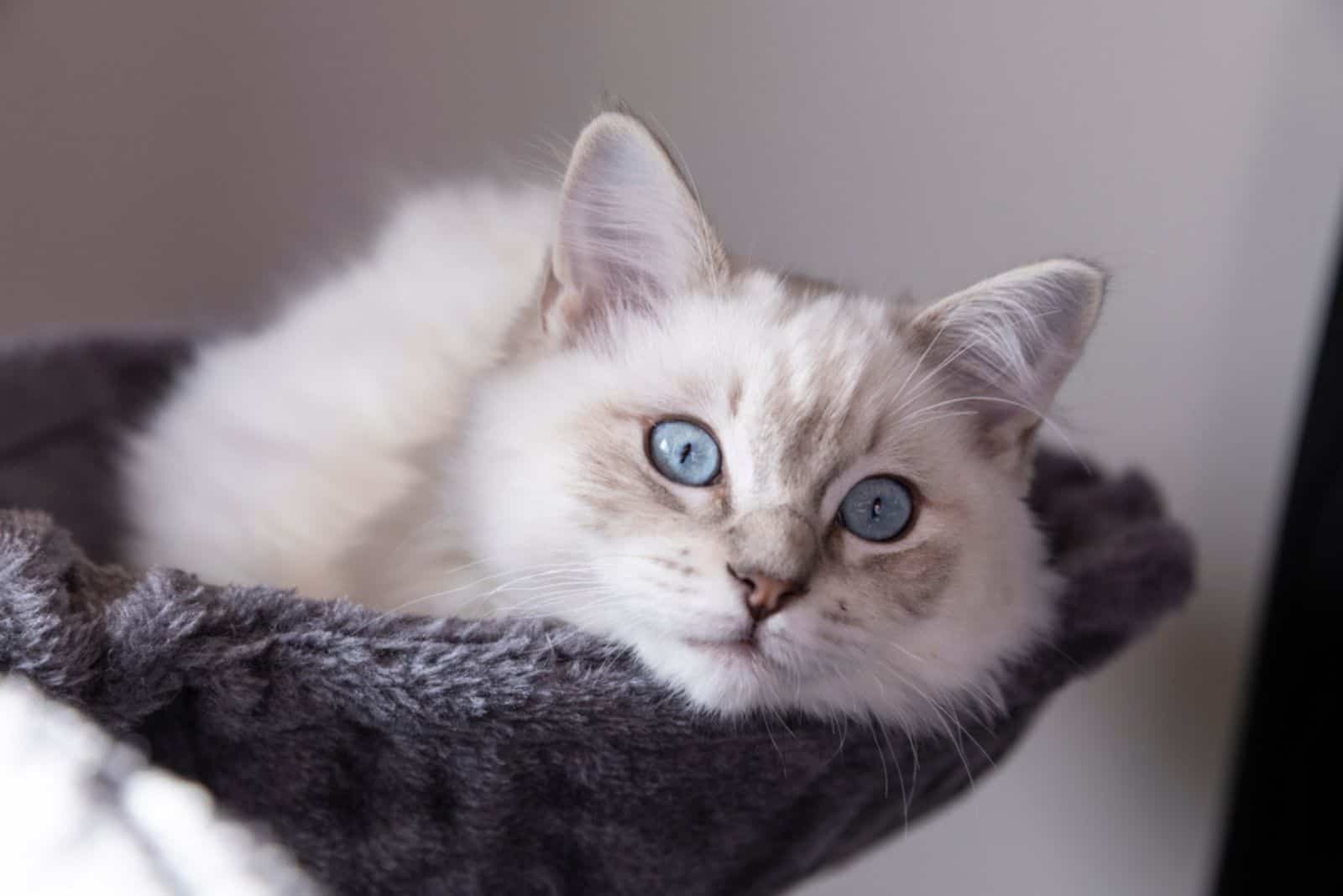 blue tabby point Ragdoll kitten