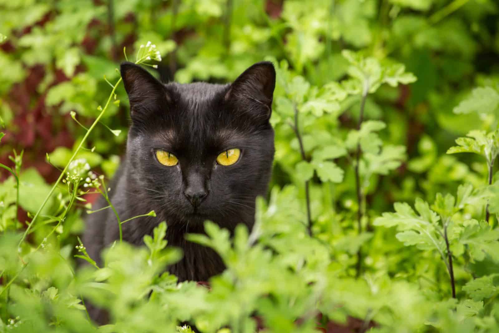 bombay cat in a grass