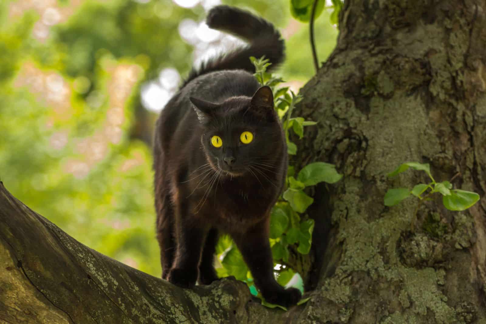 bombay cat on a tree