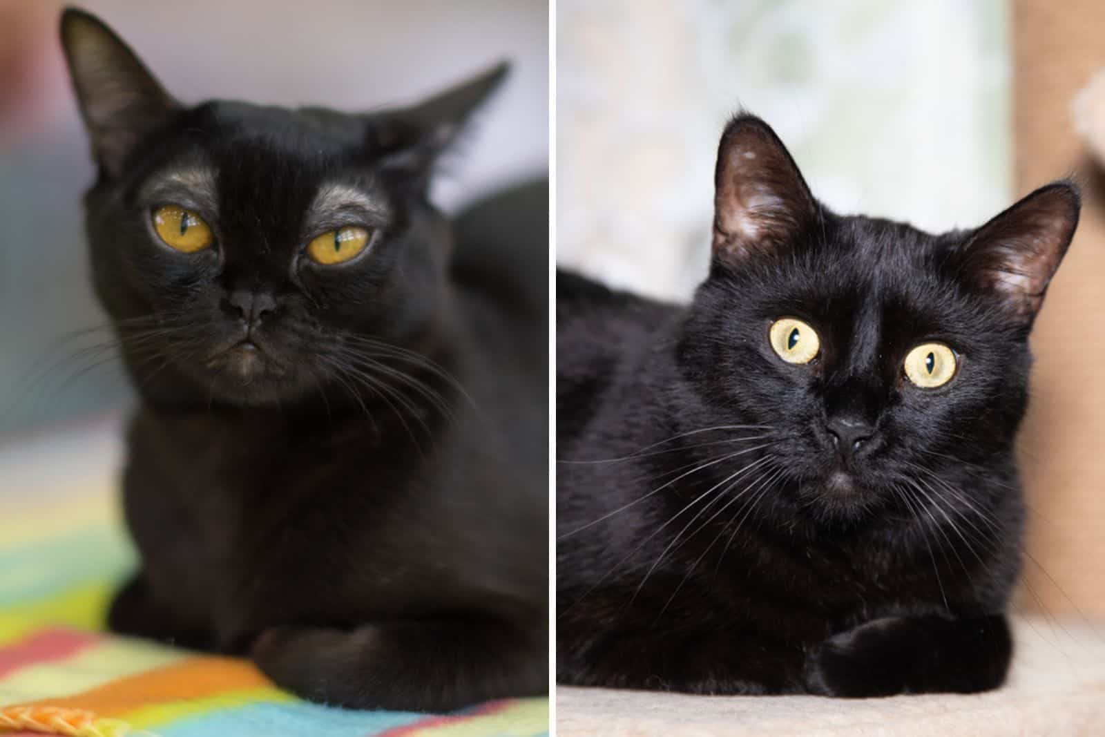 bombay cat vs black cat difference