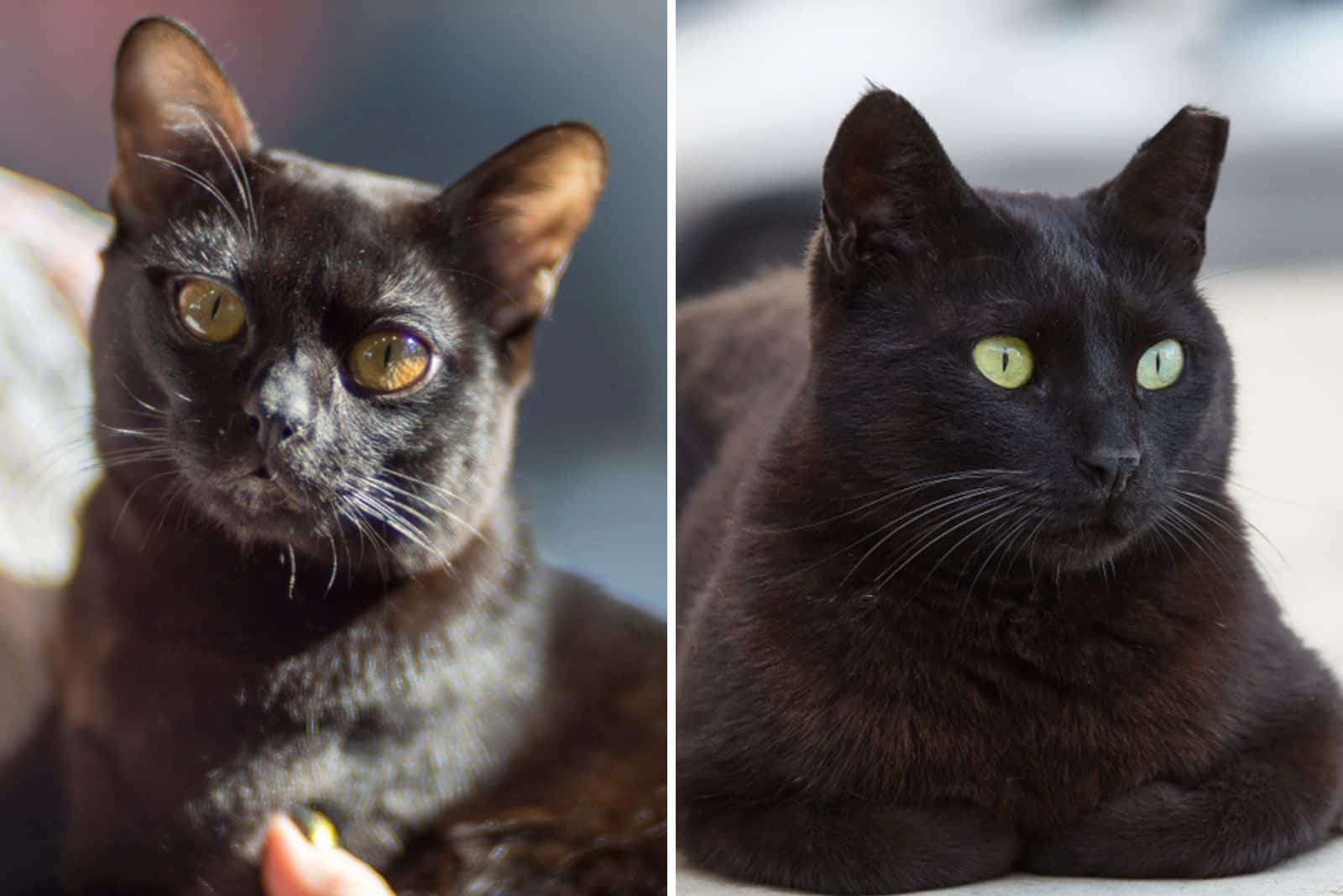 bombay cat vs black cat different temperament