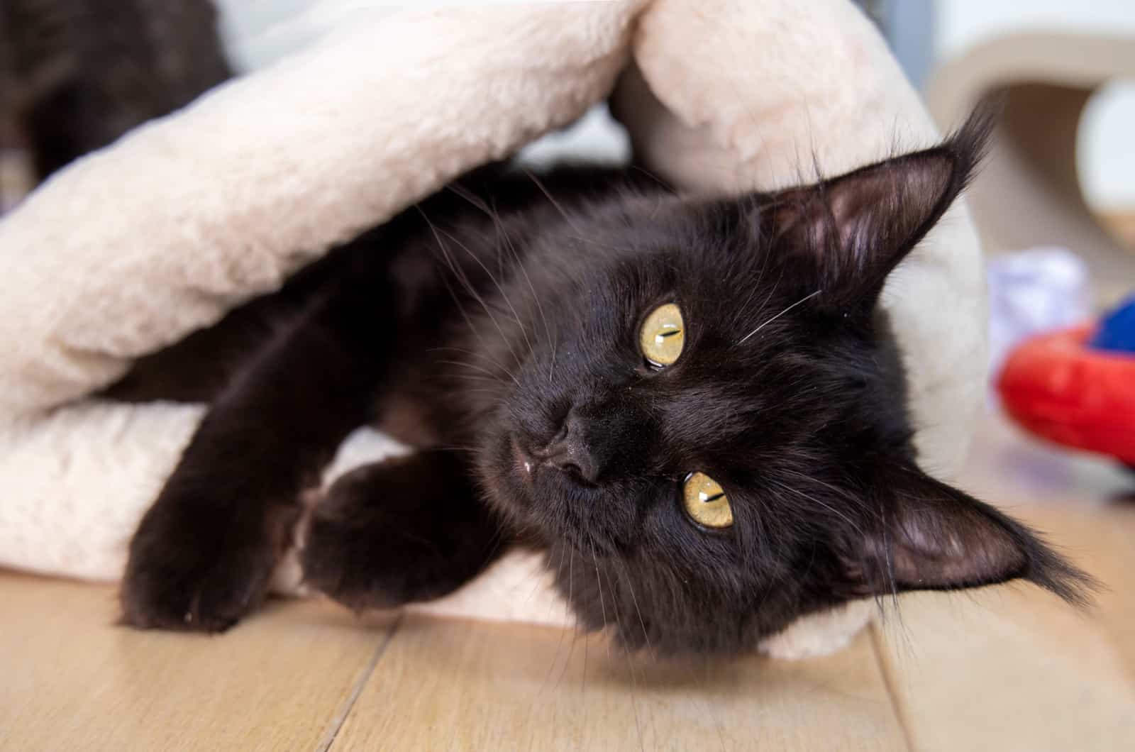 bombay maine coon cat lying down