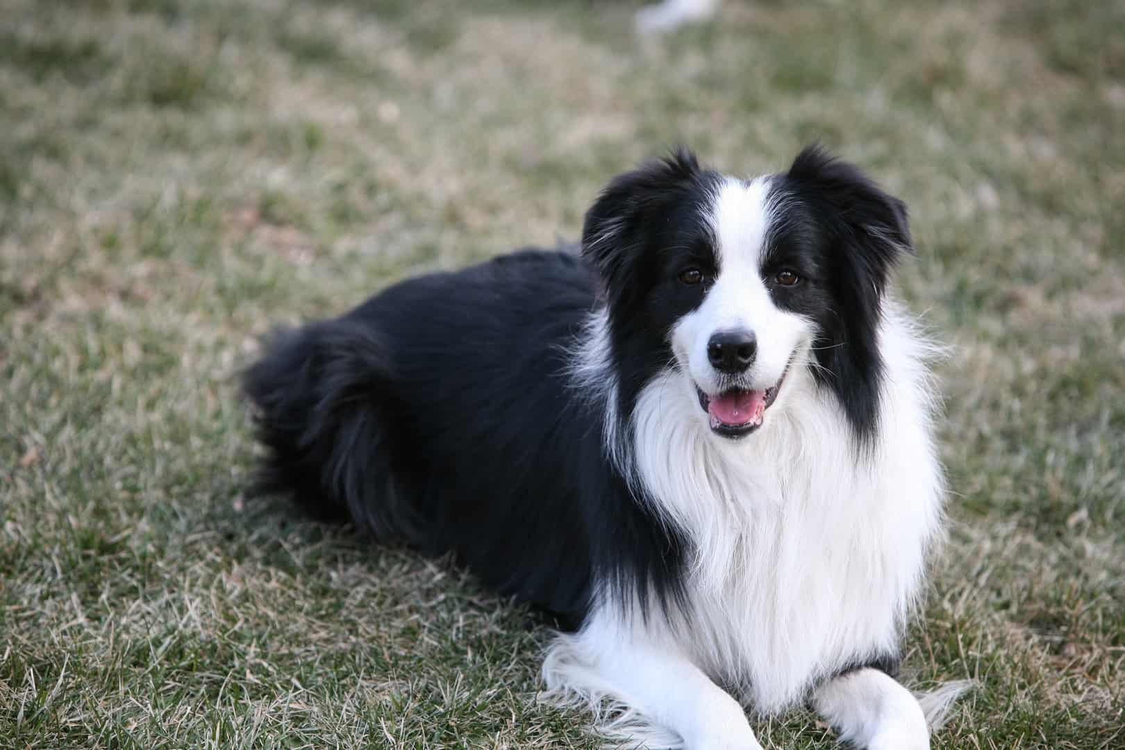 Border Collie laying on the grass