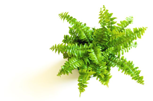 boston fern best bathroom plants