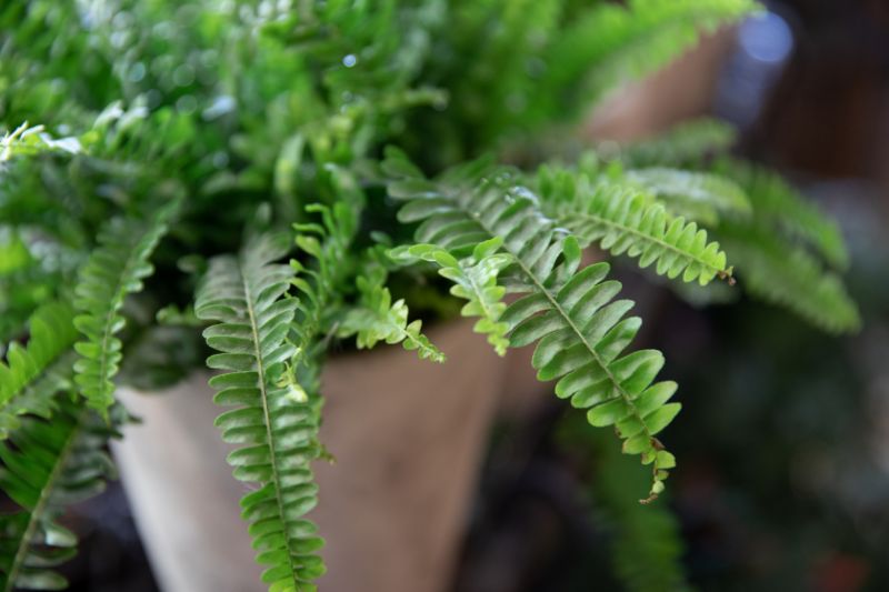 boston fern dying nephrolepis exaltata