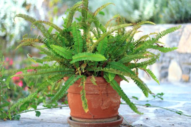 boston fern dying nephrolepis exaltata