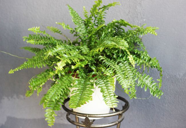 boston fern dying nephrolepis exaltata