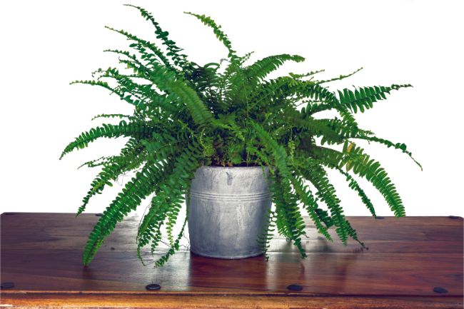 boston fern east facing window plants