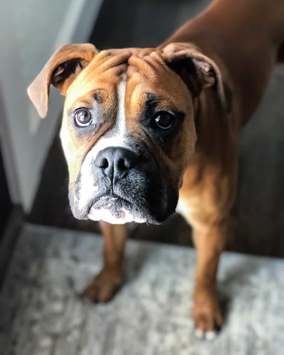 A brown Boxer Bulldog mix looking up