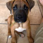 boxer lab mix