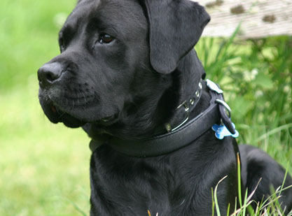 boxer lab mix