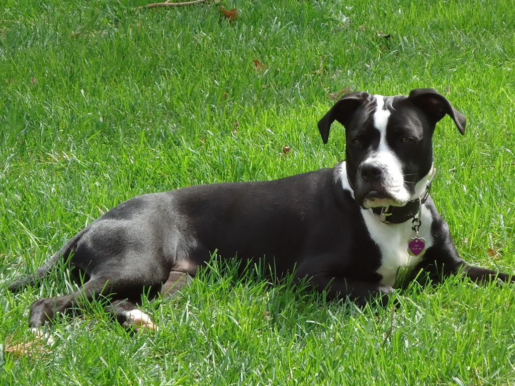 Boxer Pit Mix