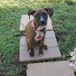 Boxer Pit Mix