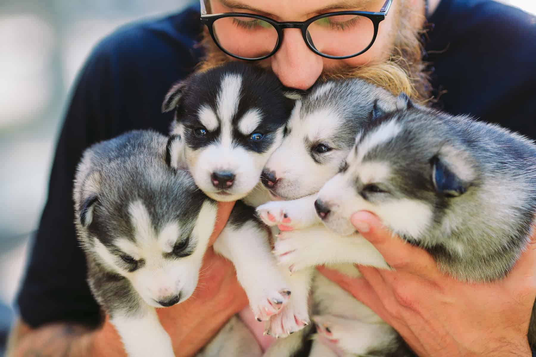 A breeder kissing and hugging four Siberian Husky puppies