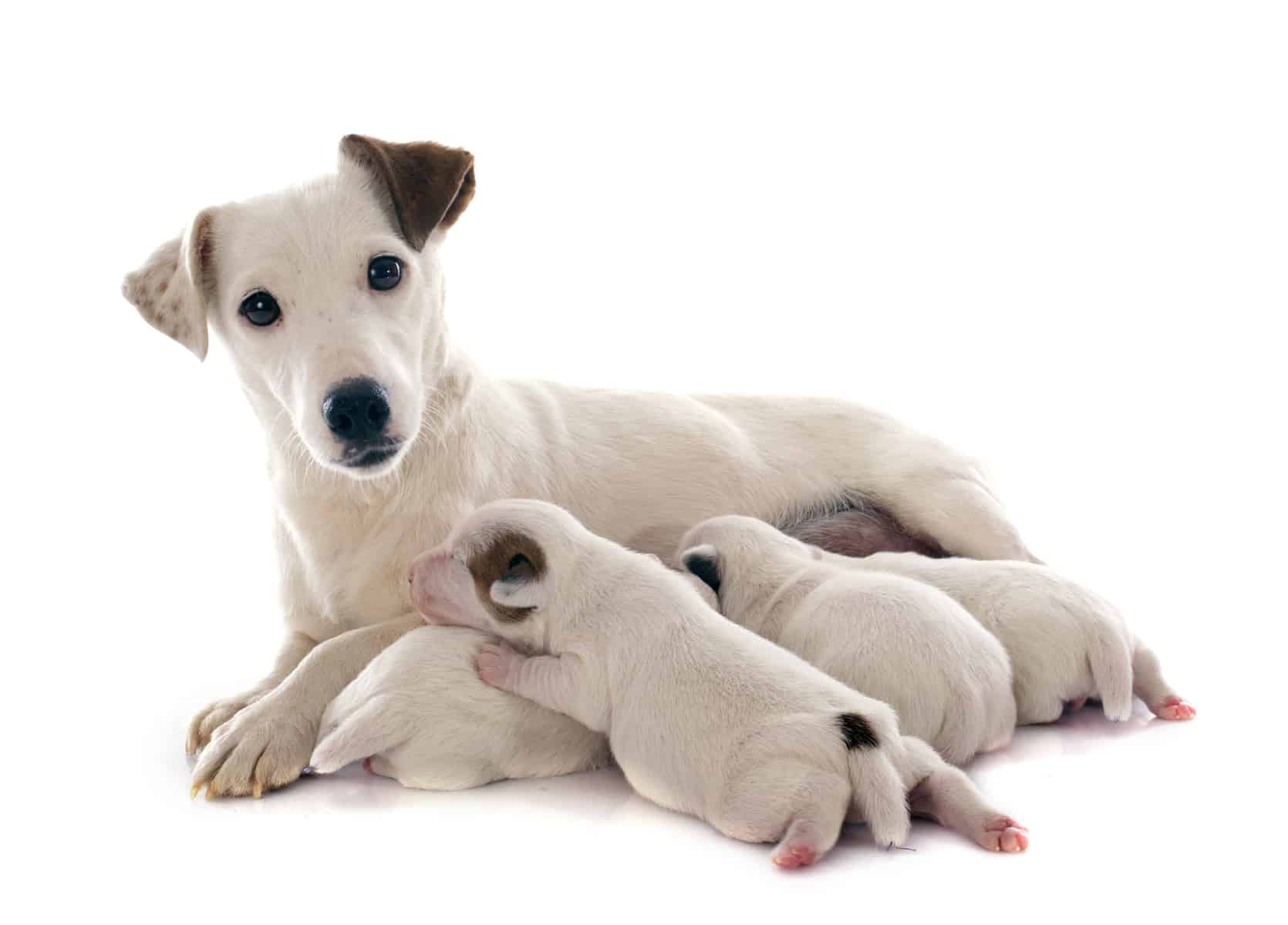 adult and puppies jack russel terrier with white background