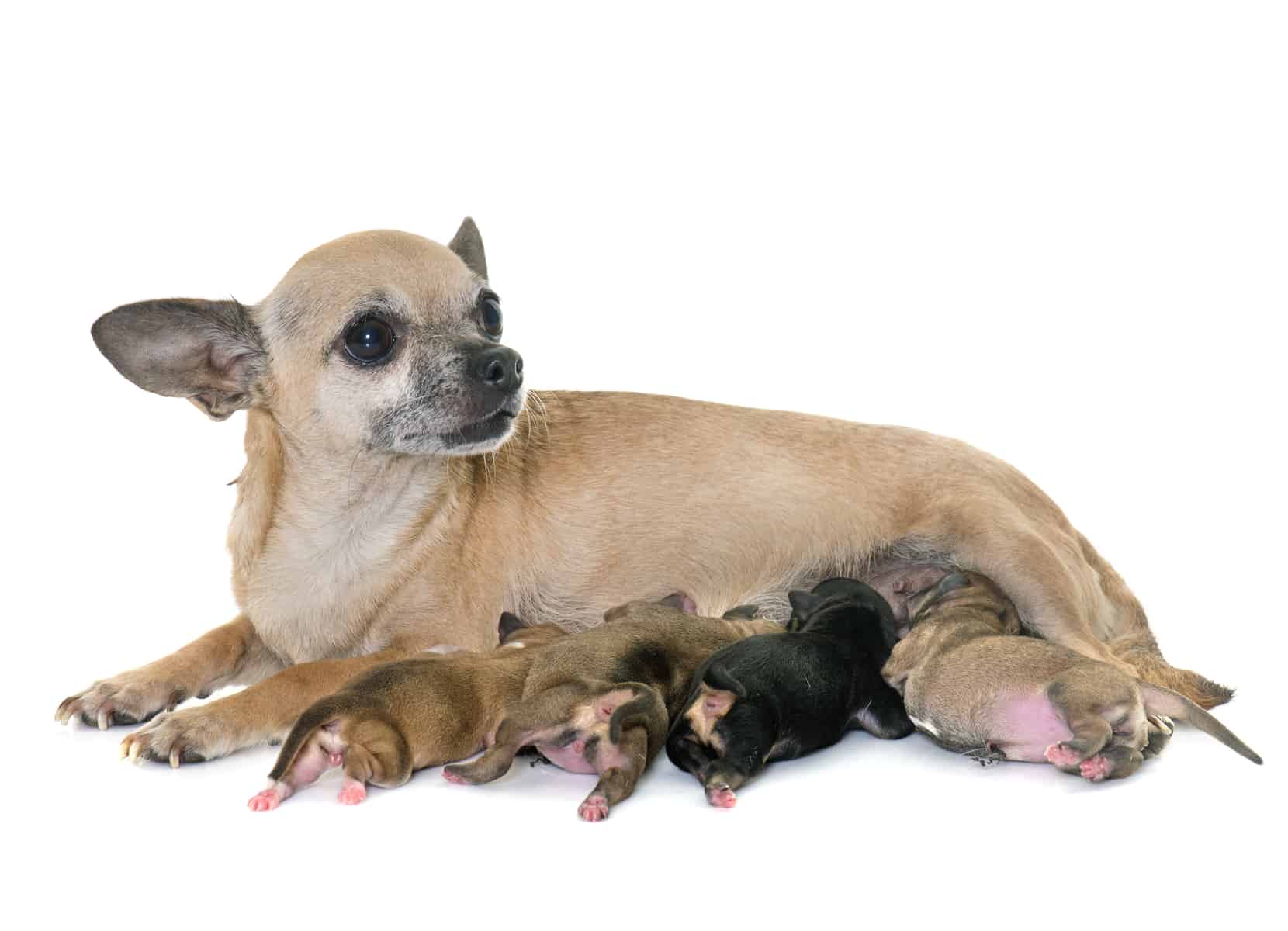 family of chihuahua on a white background