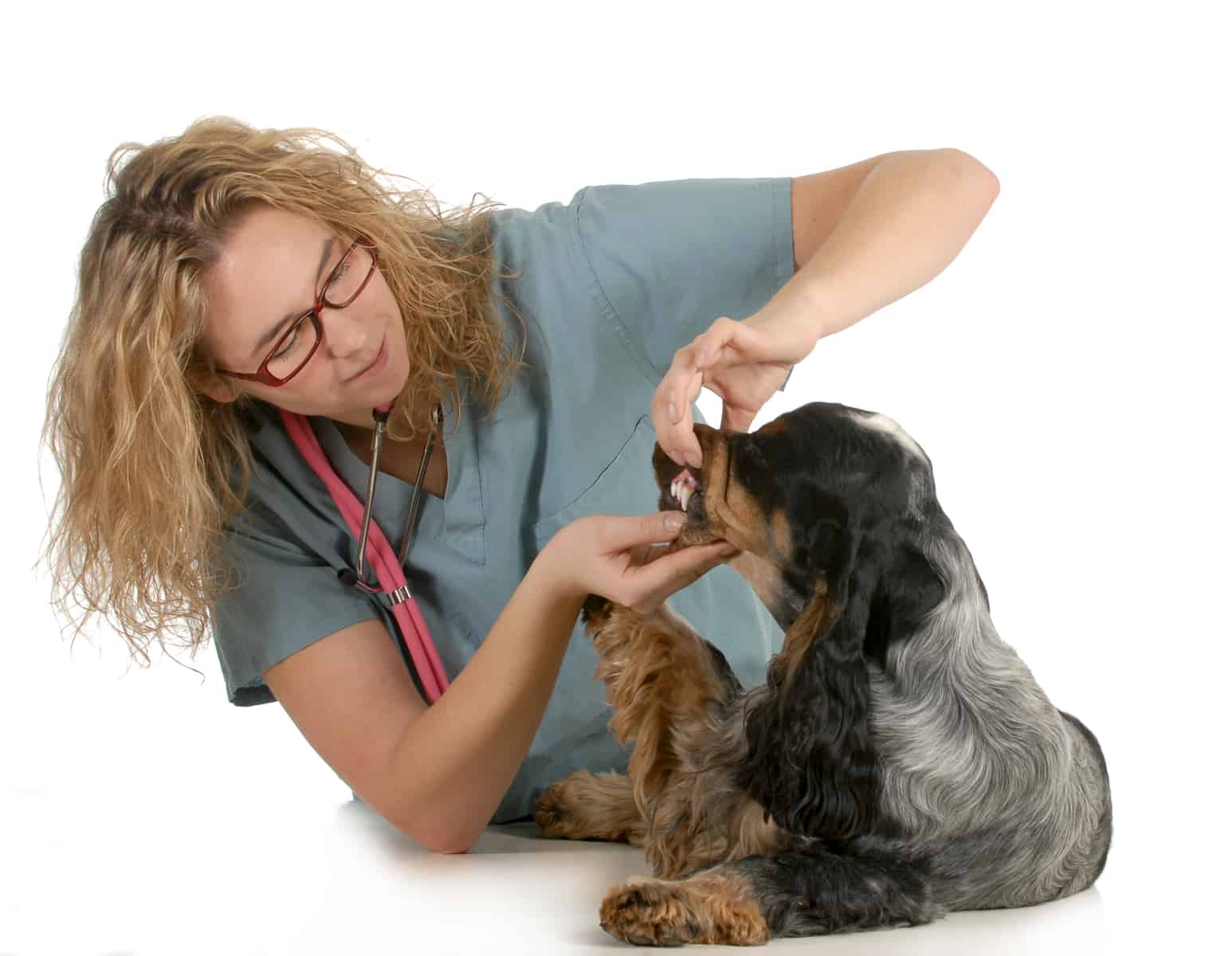 veterinarian examining an English Cocker Spaniel's teeth on white background